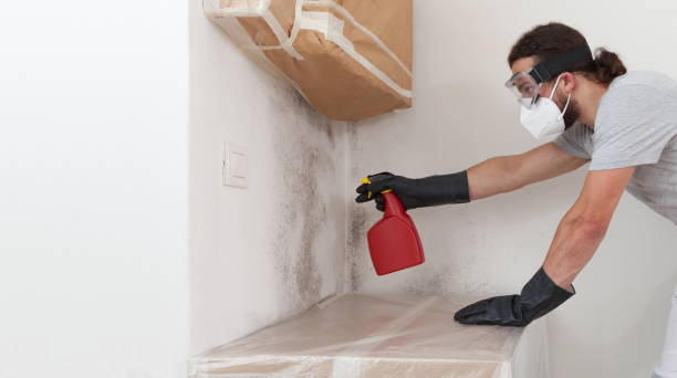Professional Basement Mold Removal technician working in Glenelg, MD